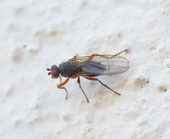 Eccoptomera