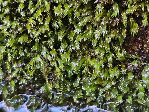 Fatfoot Pocket-moss (Fissidens crassipes)