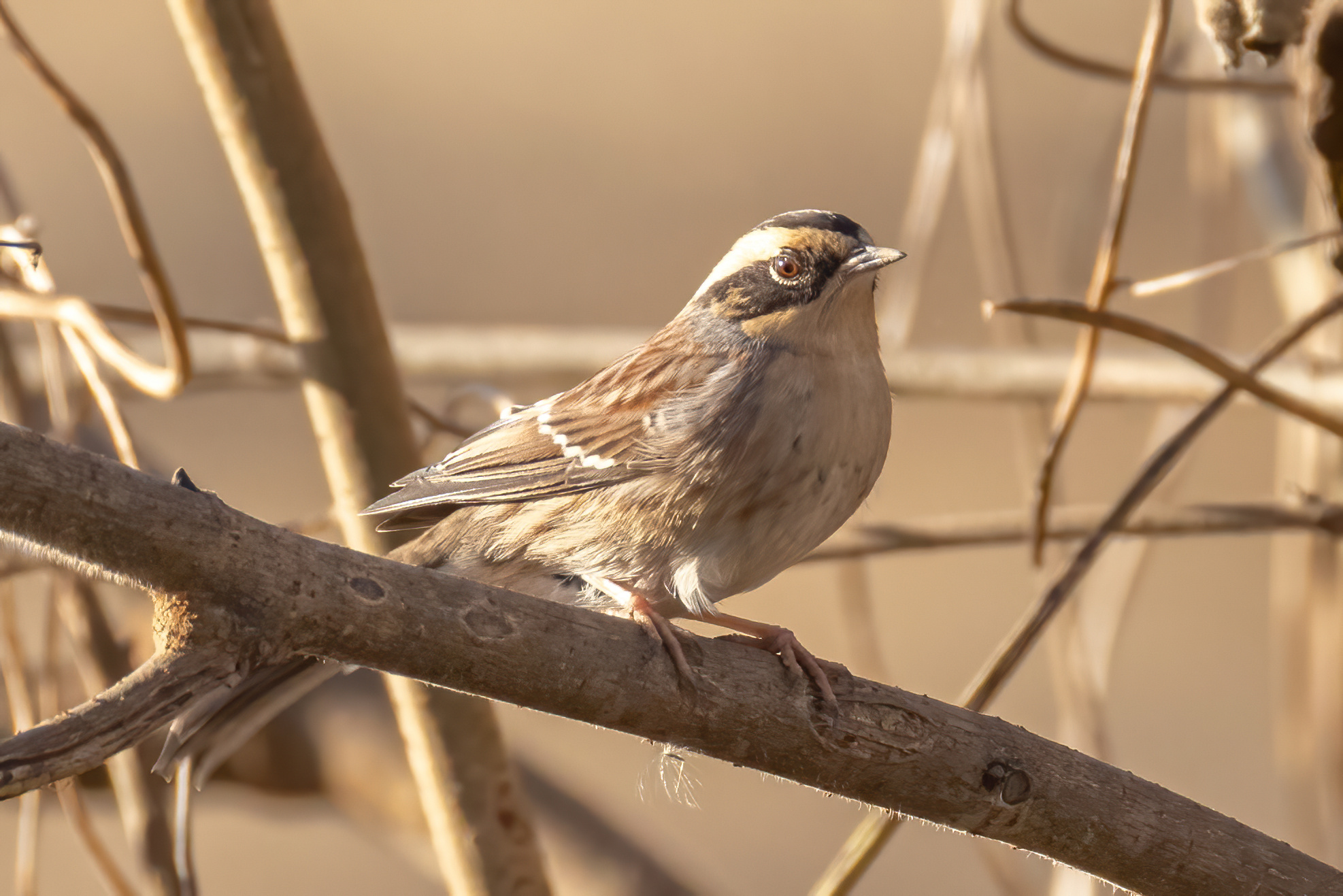 Siberian Accentor (Prunella montanella)