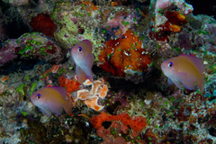 Pseudanthias hypselosoma