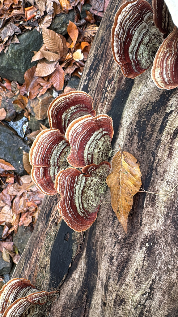 Stereum lobatum · November 2025 · photo: © brettaugust (iNaturalist, cc-by)