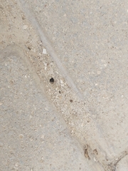 Brachyponera sennaarensis