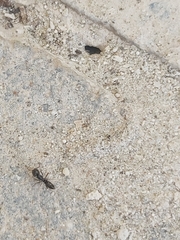 Brachyponera sennaarensis