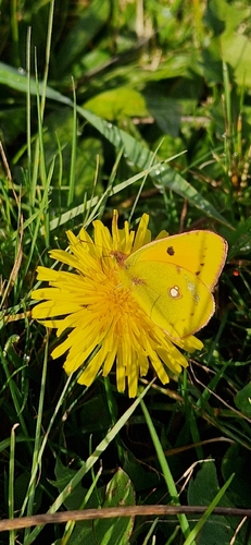 Clouded Yellow, 9479 TC Noordlaren, Nederland, photo 8 of 10
