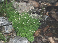 Micranthes stellaris robusta