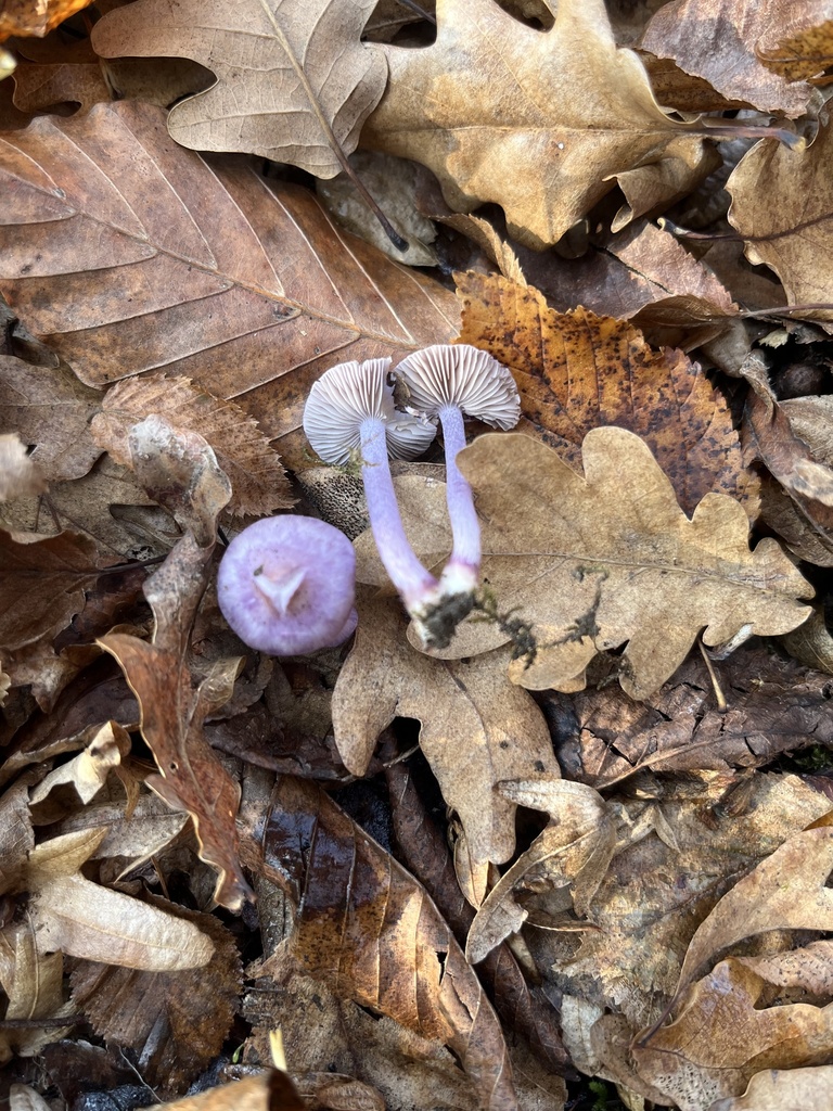 Laccaria amethystina · November 2025 · photo: © flora_krd_natali (iNaturalist, cc-by)