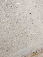 Paratrechina longicornis