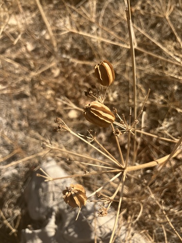Prangos asperula