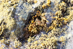 Xiphophora chondrophylla