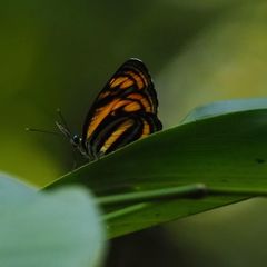 Lasippa neriphus
