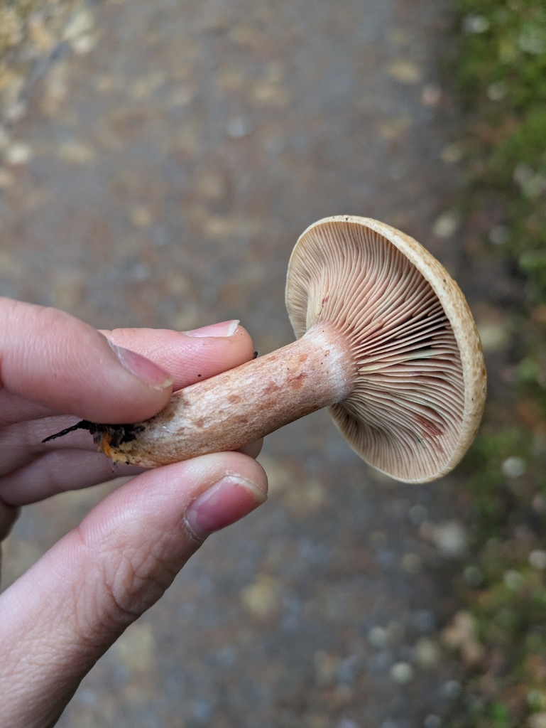 Lactarius rubrilacteus · October 2025 · photo: © sorrelsprout (iNaturalist, cc-by)