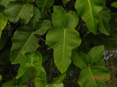 Philodendron ruthianum