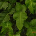 Philodendron ruthianum - Photo (c) Eric Fischer Rempe, algunos derechos reservados (CC BY-NC), subido por Eric Fischer Rempe