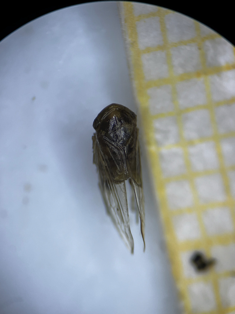 Macropsis viridinervis