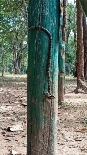 Ornate Flying Snake