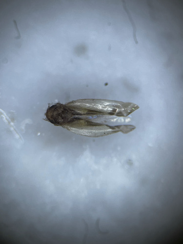 Edwardsiana gratiosa
