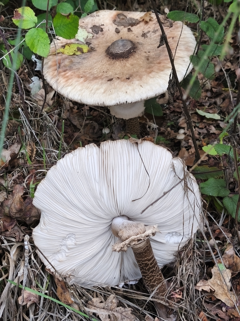 Macrolepiota procera · November 2025 · photo: © jose_castro (iNaturalist, CC)