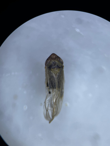 Rhopalopyx vitripennis