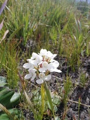 Disa vasselotii