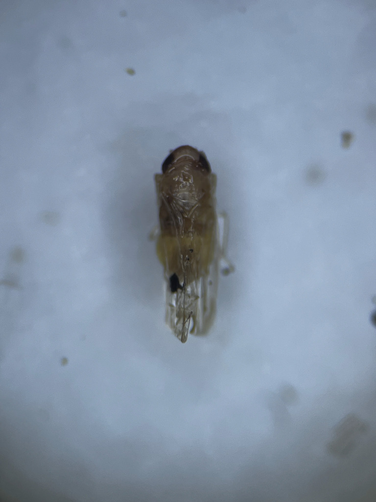 Leafhopper