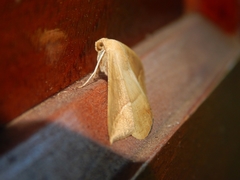 Lepidoptera