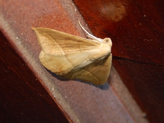 Lepidoptera