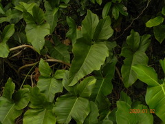 Philodendron ruthianum