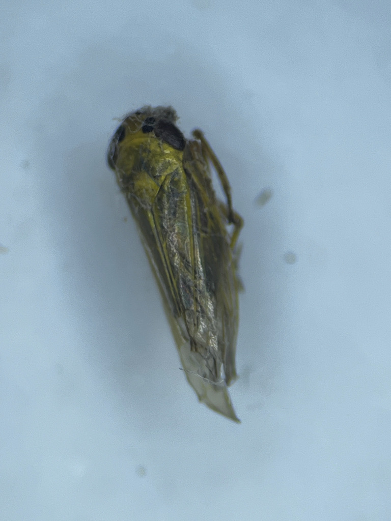 Cicadula quadrinotata