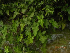 Philodendron ruthianum