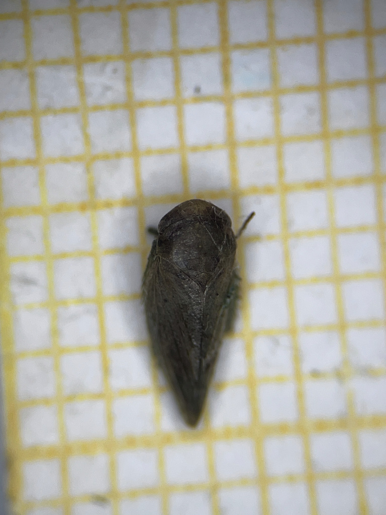 Batracomorphus irroratus
