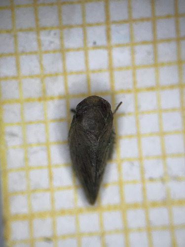 Batracomorphus irroratus