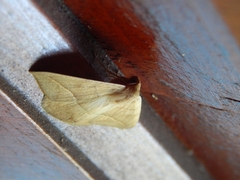 Lepidoptera