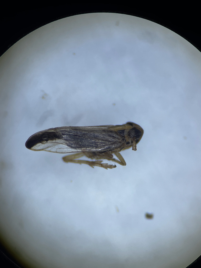 Kelisia guttula