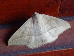 Lepidoptera