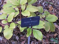 Paeonia mascula