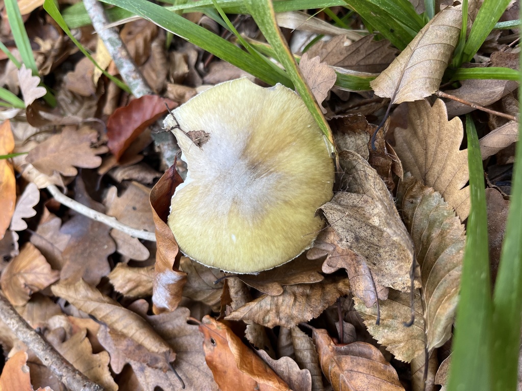 Amanita phalloides · November 2025 · photo: © flora_krd_natali (iNaturalist, cc-by)
