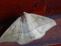Lepidoptera