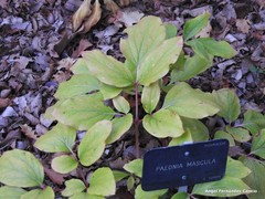 Paeonia mascula