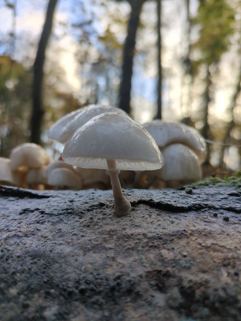 Oudemansiella mucida · November 2025 · photo: © vincent_b (iNaturalist, cc-by)