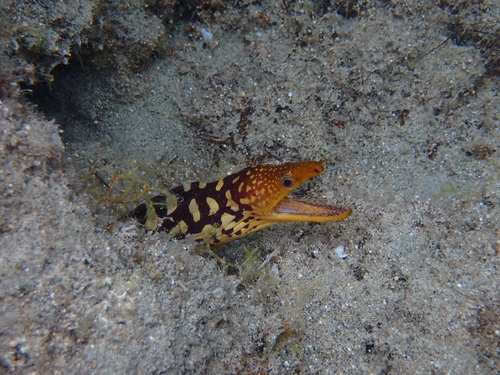 Fangtooth moray (Enchelycore anatina) — Muraenidae — 4
