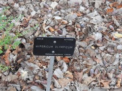 Hypericum olympicum