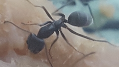 Iridomyrmex anceps