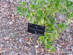 Pyrenaria microcarpa