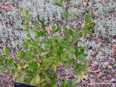 Pyrenaria microcarpa