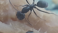 Iridomyrmex anceps