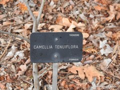 Camellia brevistyla