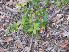 Camellia brevistyla