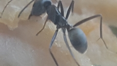 Iridomyrmex anceps