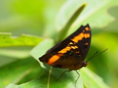 Lexias aeropa