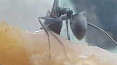 Iridomyrmex anceps